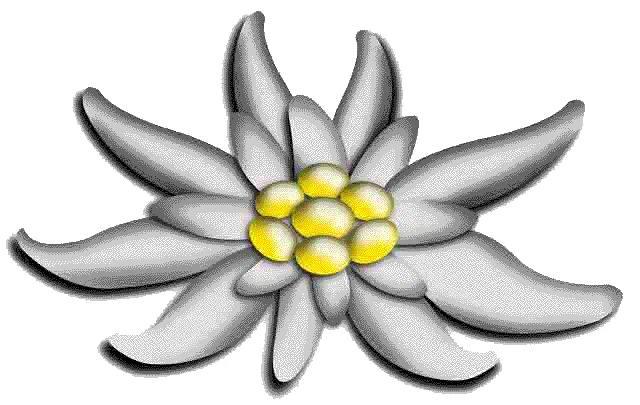 Edelweiss: Its Surprising Global Journey and True Meaning